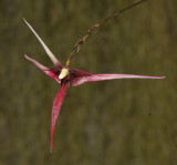 Bulbophyllum spec. sect. Intervallatae. Closer.