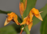 Coelogyne miniata. Close-up.