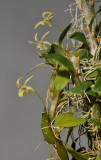 Diplocaulobium dichotropis.