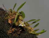 Diplocaulobium minjemense.