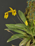 Pleurothallis condylata.