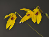 Pleurothallis condylata. Close-up.