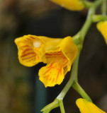 Scelochilus ottonis. Close-up.