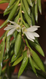 Angraecum gabonense.