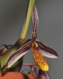 Bulbophyllum coloratum. Close-up.