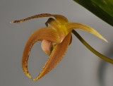 Bulbophyllum lobbii.