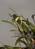 Dendrobium mekynosepalum.