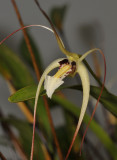 Dendrobium mekynosepalum. Close-up.