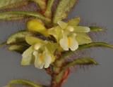 Trichotosia aporina. Close-up.
