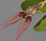 Bulbophyllum biflorum. Closer.