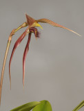 Bulbophyllum klabatense subsp. sulawesii.