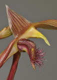 Bulbophyllum klabatense subsp. sulawesii. Close-up.