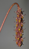 Bulbophyllum coniferum. Closer.