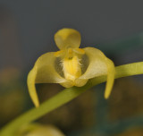 Bulbophyllum semperflorens.
