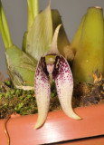 Bulbophyllum spec. Close-up..jpg