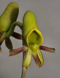 Catasetum saccatum. Female flower.