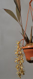 Coelogyne bruneiensis.