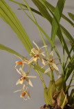 Coelogyne trinervis.