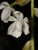 Coelogyne veitchii. Close-up.