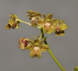 Dendrobium bifalce.