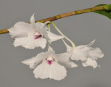 Dendrobium parthenium. Close-up.