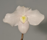 Paphiopedilum niveum. Close-up.