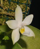 Phalaenopsis violacea f. alba.