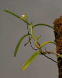Thrixspermum montanum.