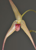 Bulbophyllum calviventer. Close-up.