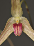 Bulbophyllum calviventer. Close-up.