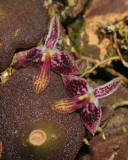 Bulbophyllum cruciatum.