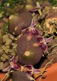 Bulbophyllum cruciatum.