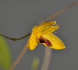 Bulbophyllum aestivale. Close-up side.