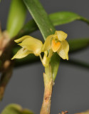 Bulbophyllum mutabile. Close-up.