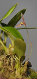 Bulbophyllum spec. sect. Codonosiphon.