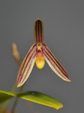 Bulbophyllum spec. sect. Codonosiphon. Close-up.