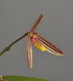 Bulbophyllum spec. sect. Codonosiphon. Close-up.