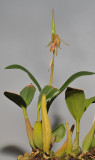 Coelogyne planiscapa.