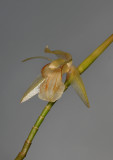 Coelogyne tenompokensis. Close-up.