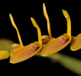 Pleurothallis lanceana. Close-up.