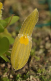 Pleurothallis lappacea. Close-up.