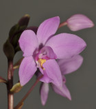 Spathoglottis portusfinchii. Close-up.