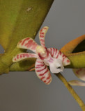 Trichoglottis celebica. Close-up.