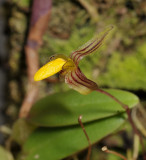 Bulbophyllum tenuifolium. Closer.