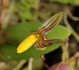 Bulbophyllum tenuifolium. Close-up.