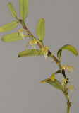 Bulbophyllum eutoreton