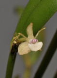 Dendrobium umbellatum. Close-up.