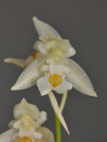 Chelonistele sulphurea subsp. sulphurea. Close-up.