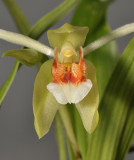 Coelogyne carinata. Close-up front.