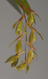 Coelogyne exalata.